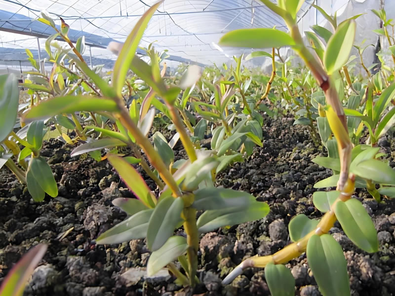 铁皮石斛的功效与作用的功能