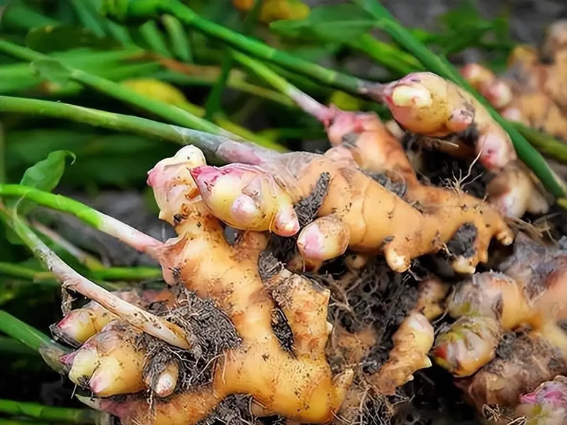 生姜3天断根鼻炎偏方