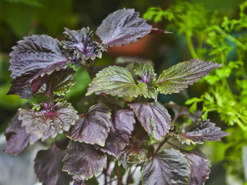 紫苏叶的现代应用