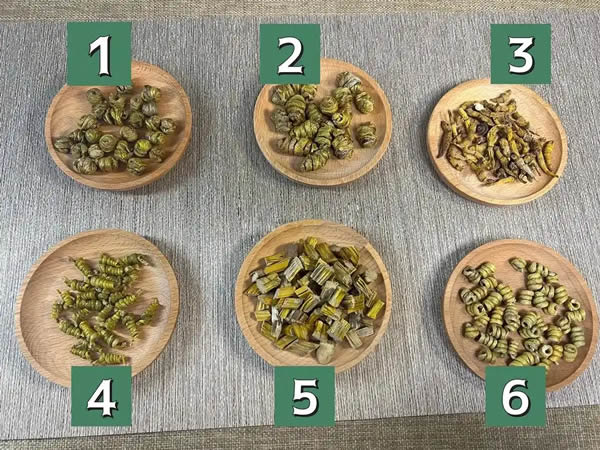 石斛的各种形态1