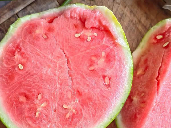 西瓜6