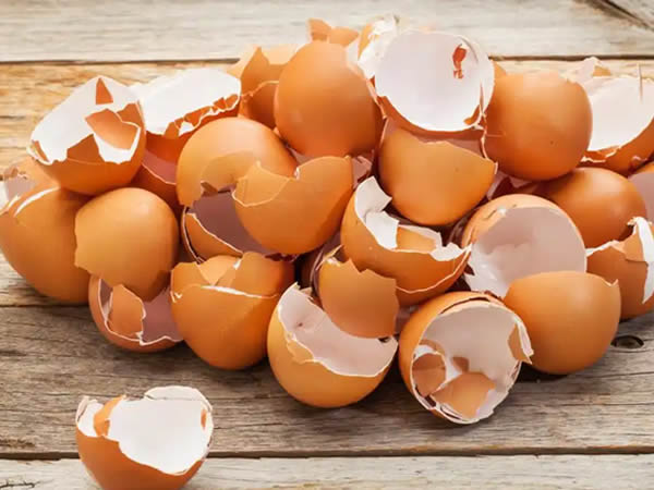 鸡蛋壳