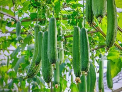 丝瓜水的作用与功效