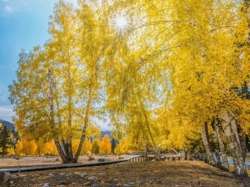 杏林老人治疗肺气肿偏方