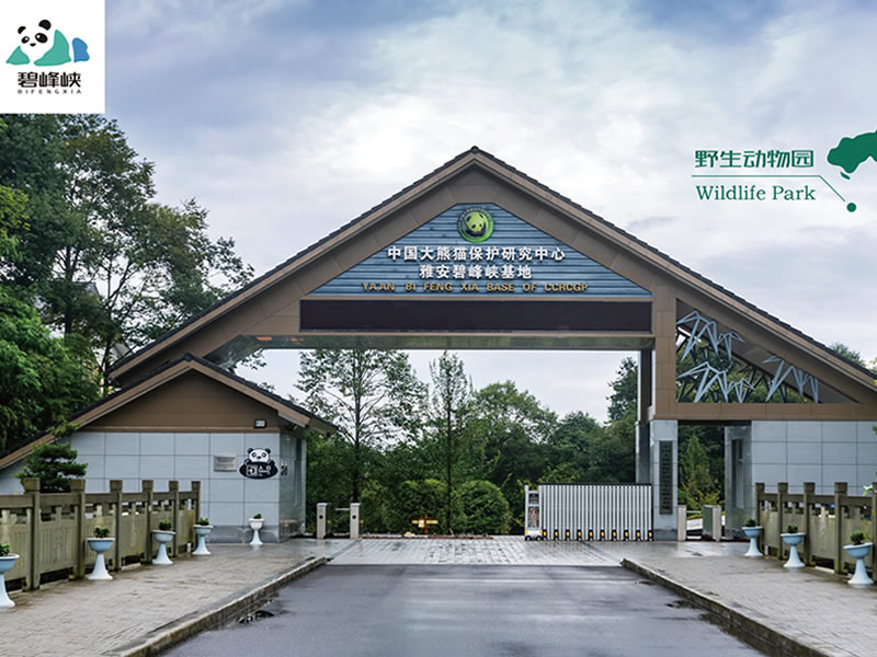 用夏枯草膏可治愈浸润型肺结核