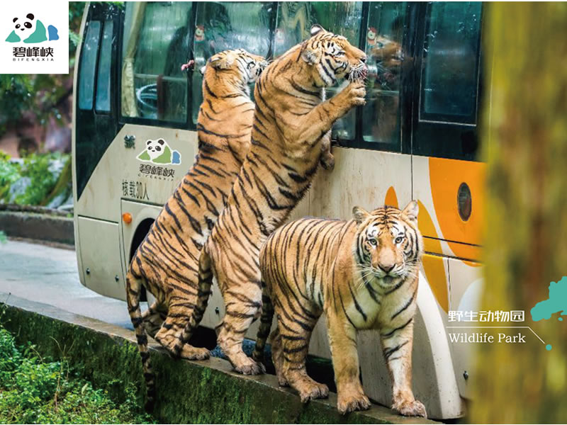 中医偏方之抗癌汤