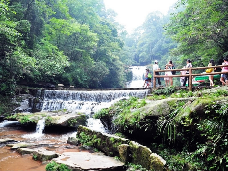 我的尿道结石是用杉树脑头治好的