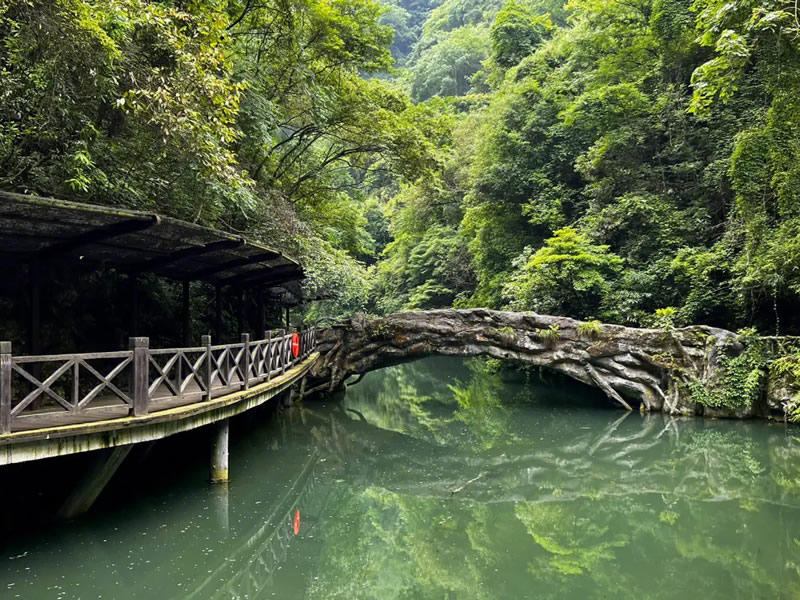 桃叶泡水喝的功效