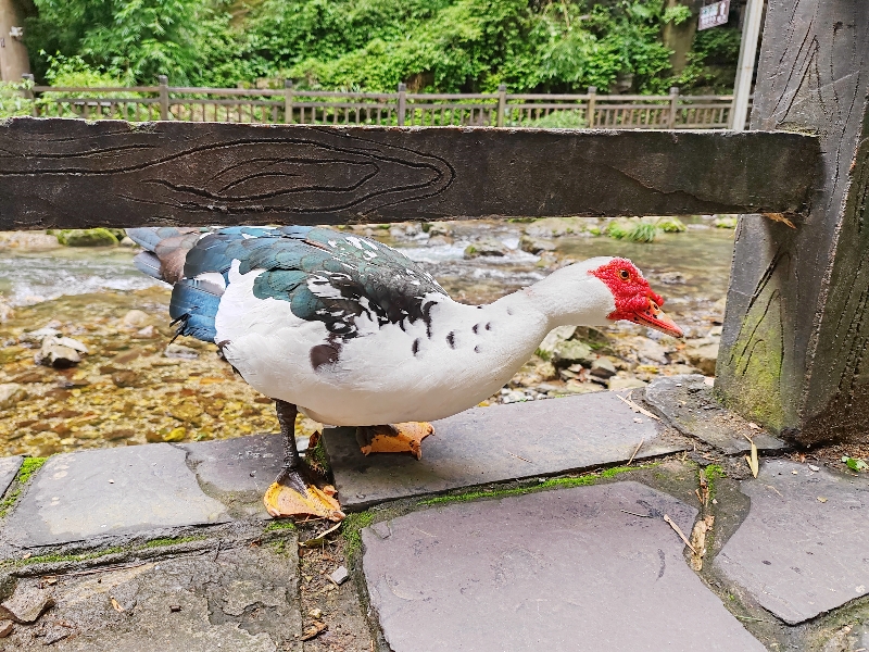 我的冻疮是用鲜姜治好的