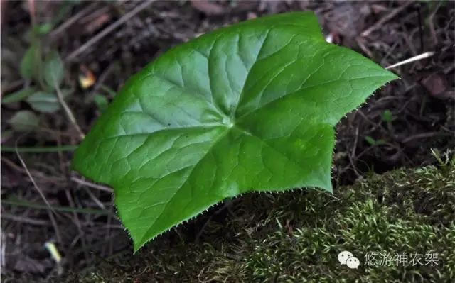 两个民间偏方治疗肾结石有奇效