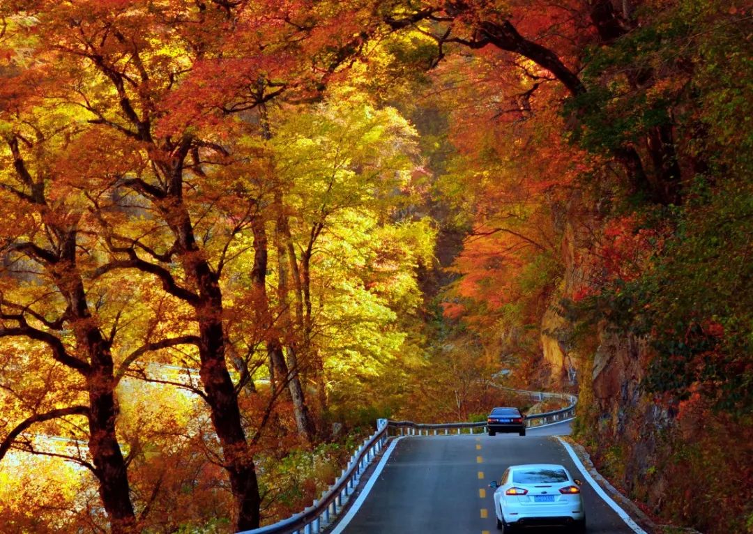 核桃根治便秘奇效偏方