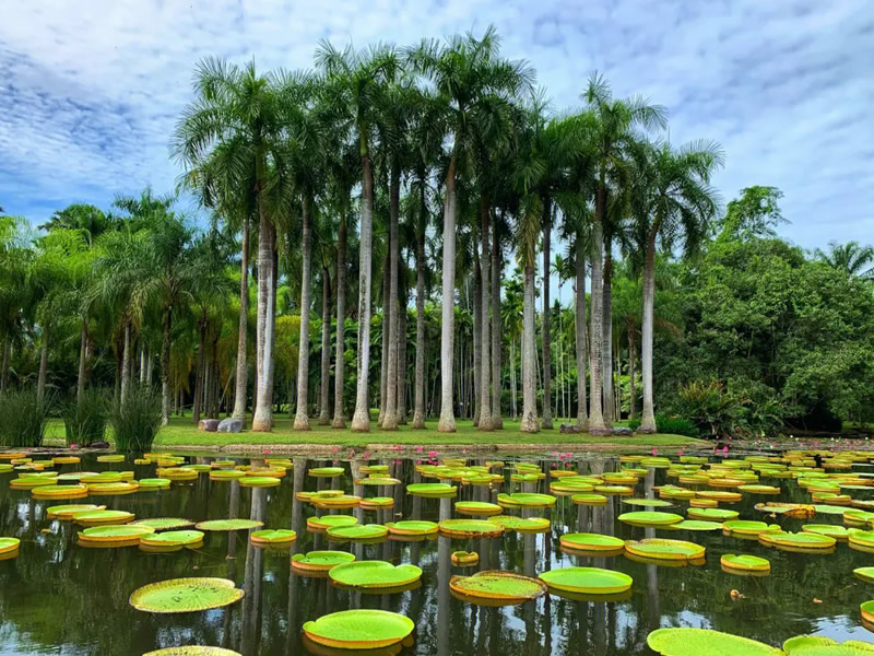 糯米南瓜饼辅治冠心病
