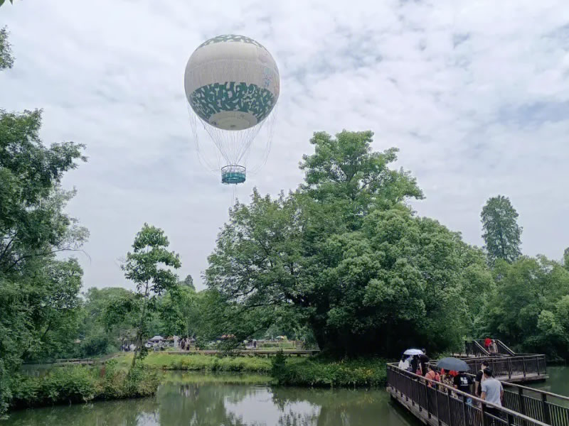 野菊花煎水巧治青春痘的偏方