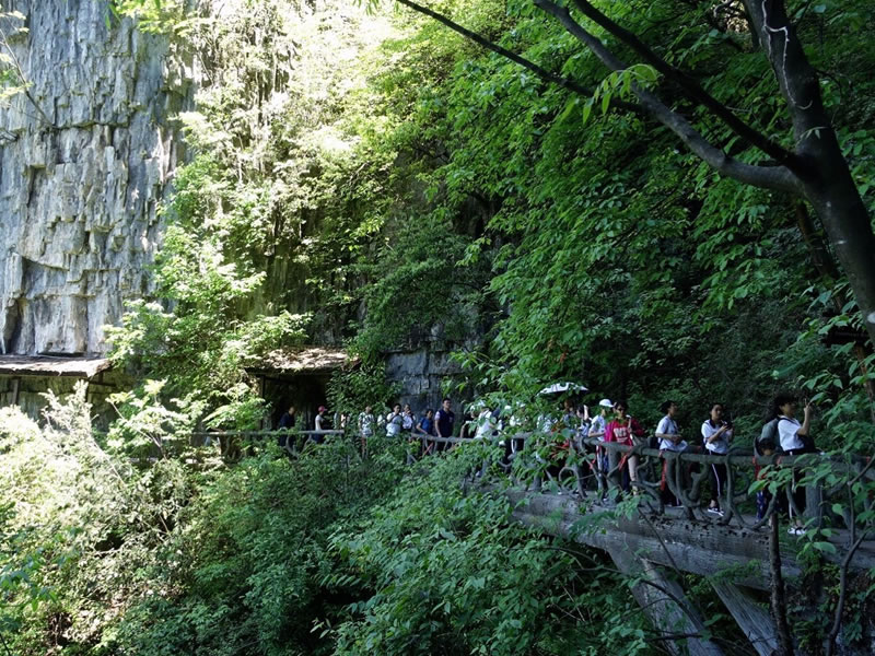 木棉花泡水喝的功效