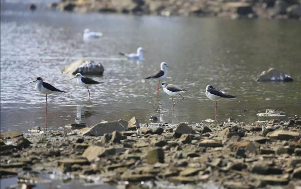 睡前服片药可防止脑血栓的发生